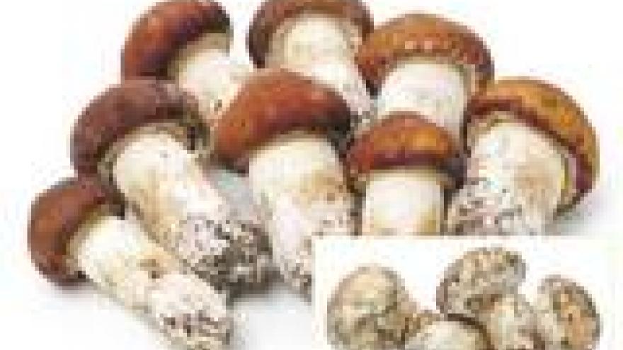 Tricholoma matsutake cultivado