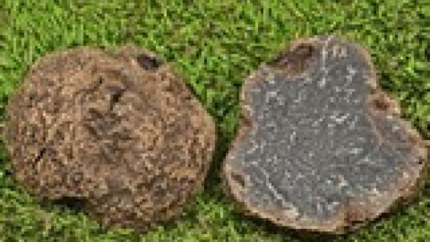 Tuber indicum