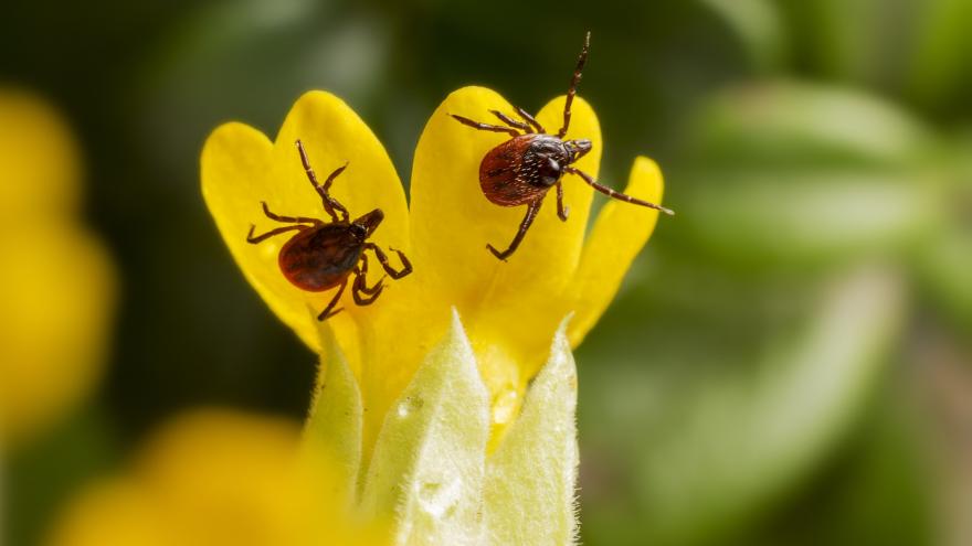 Dos garrapatas en una flor amarilla y fondo verde