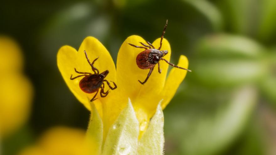 Dos garrapatas esperando a un hospedador en una flor amarilla