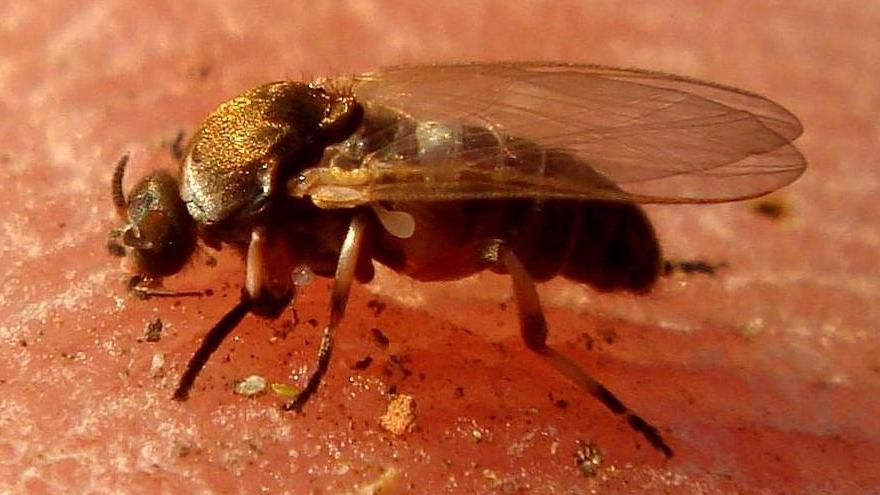 Mosca negra (Simulium erytrocephalum) sobre la piel