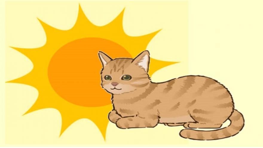 Gato sol