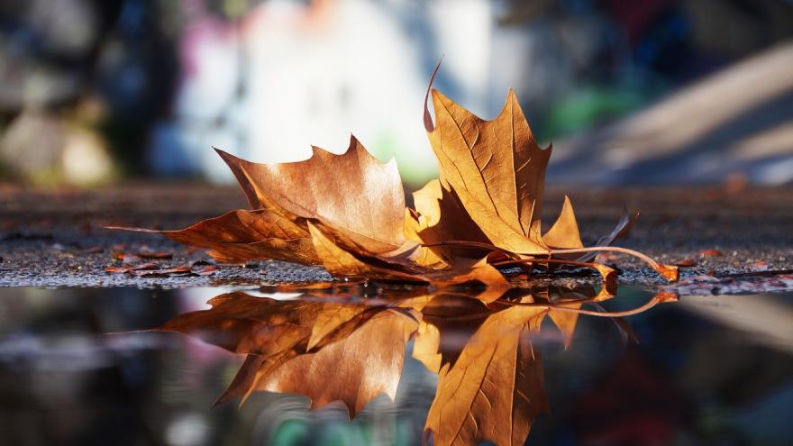 Hoja caída sobre un charco en otoño 