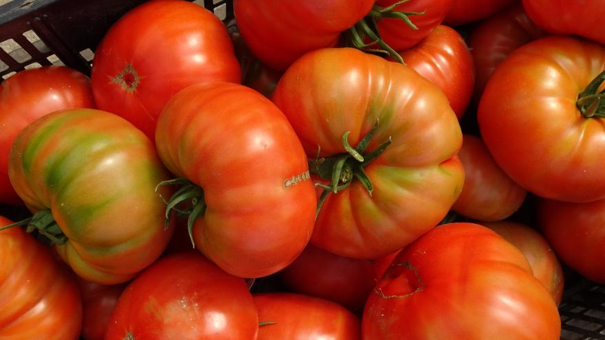 Cuatro cajas de tomates maduros recién recogidos