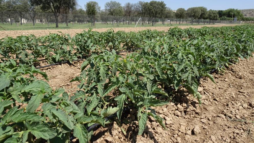 Plantas de tomate