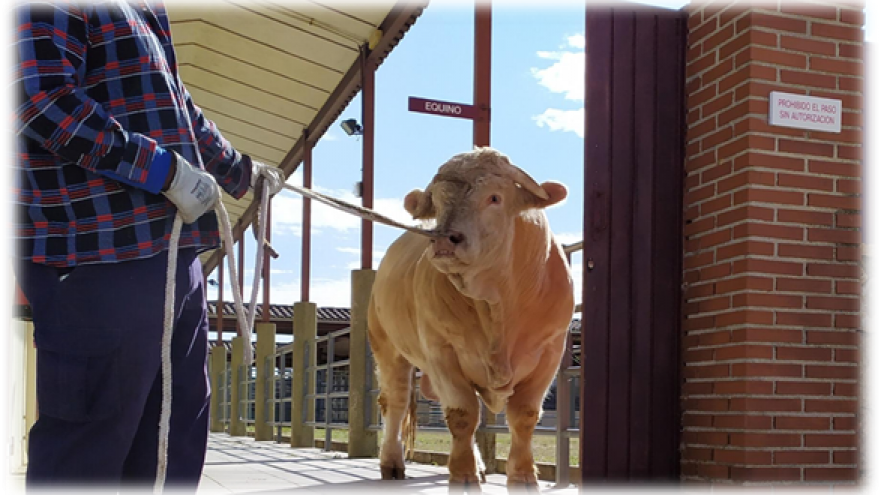 Ganado vacuno en el Centro de selección y reproducción animal