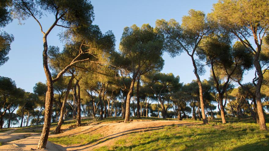 Vista de la Dehesa de la Villa de Madrid