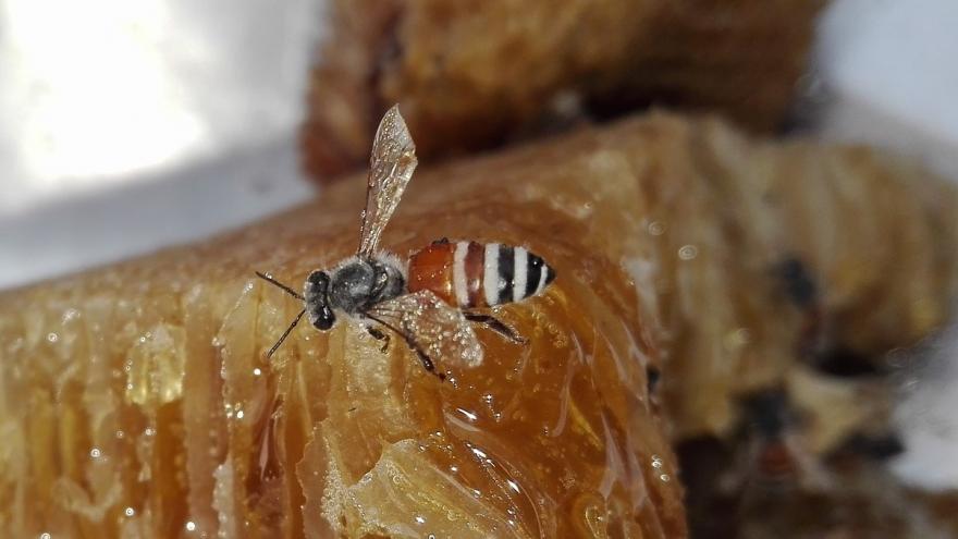 Foto miel abeja