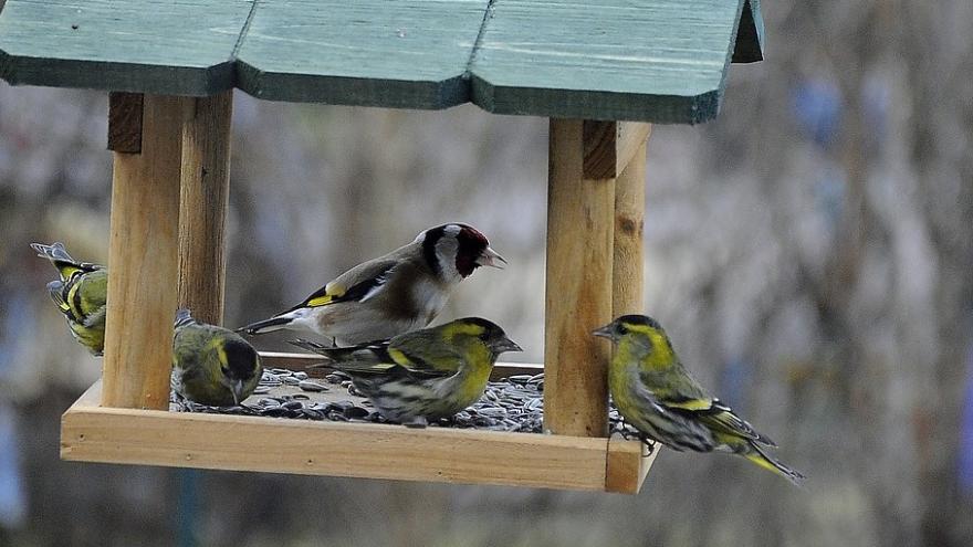 Foto comedero aves
