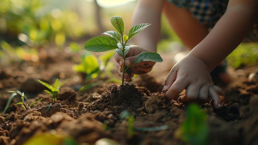 Foto plantación árbol