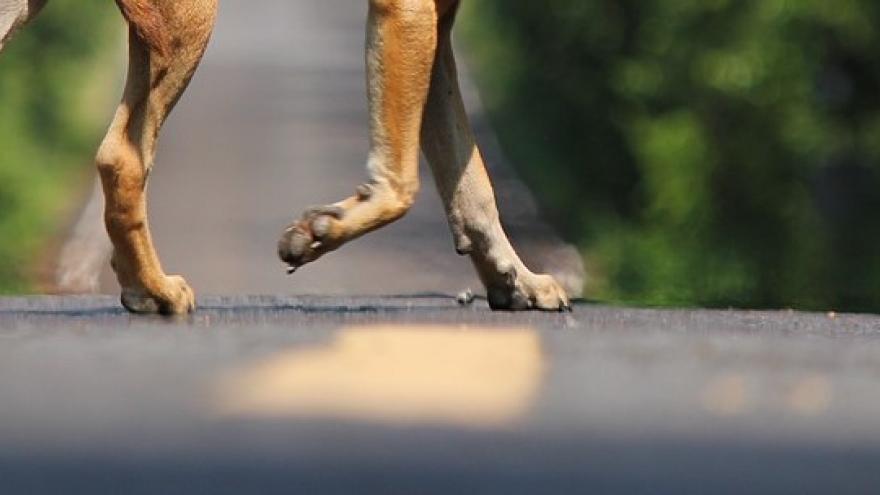 Foto perro en la carretera