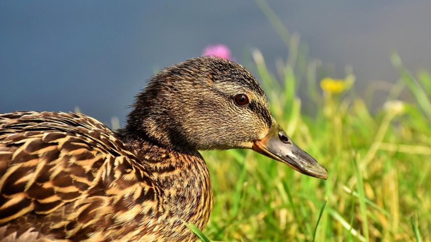 Foto pato