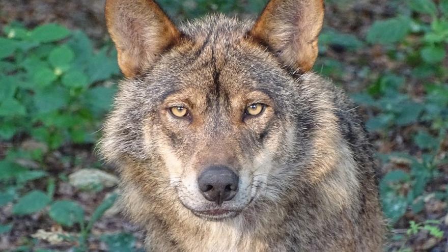 Foto lobo
