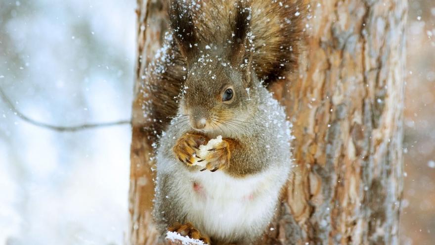 Foto ardilla invierno