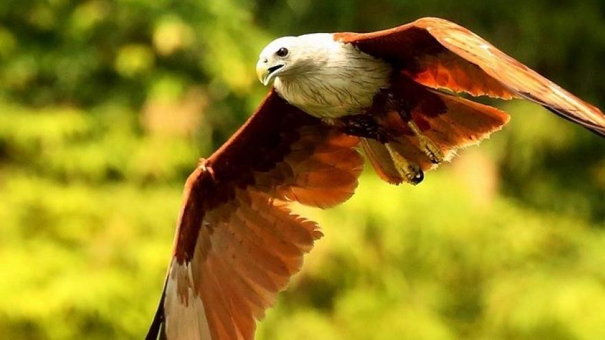 Foto halcón peregrino