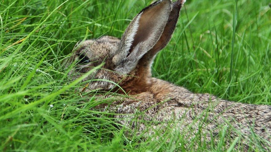 Imagen de un conejo escondido
