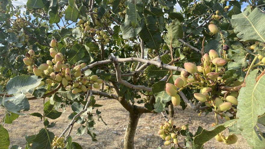 Árbol con pistachos