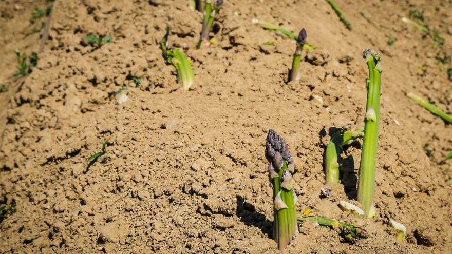 Foto campo espárragos