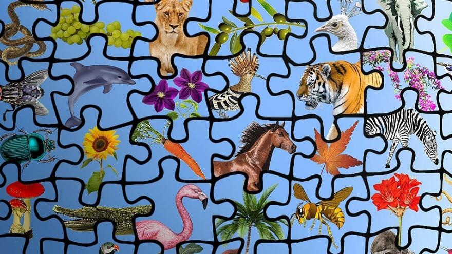 Dibujo especies biodiversidad
