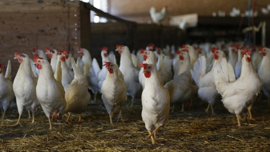 Varias gallinas vivas sueltas
