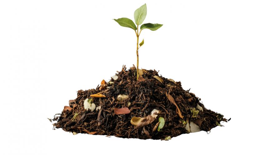 Imagen de planta saliendo del suelo