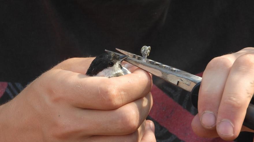 Poniendo un anillo a un ave