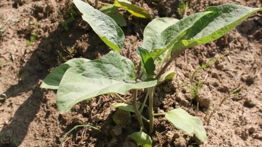 Primr plano planta agricultura