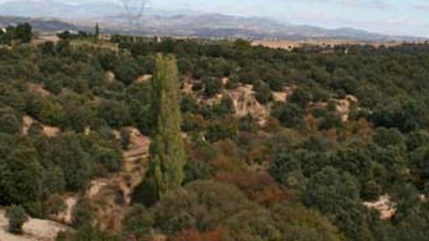 Encinares en la Senda de Boadilla del Monte a Villanueva de la Cañada