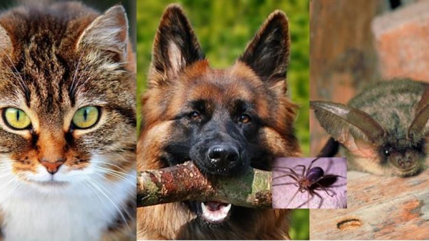 hurón, perro, grato, murciélago, rata, araña y serpiente