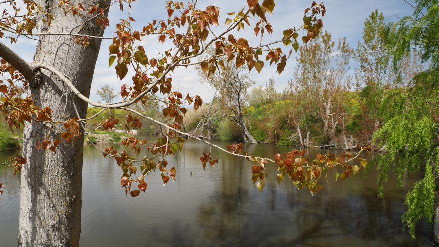 Chopo negro (Populus nigra) Tramo de Colonia Jardín a M-40
