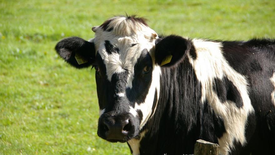 Imagen de una vaca