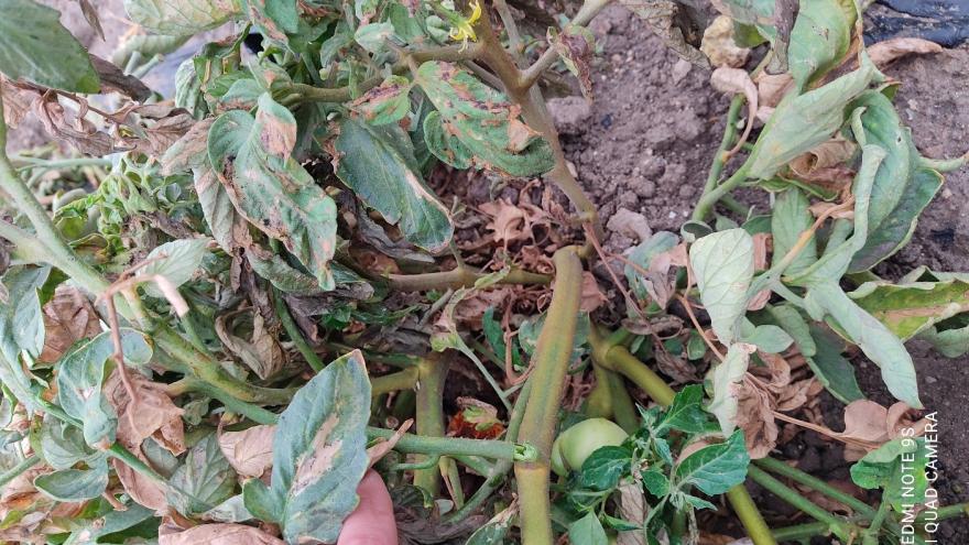 Daños de tuta en hoja de tomate (2025) Daños de tuta en hoja de tomate