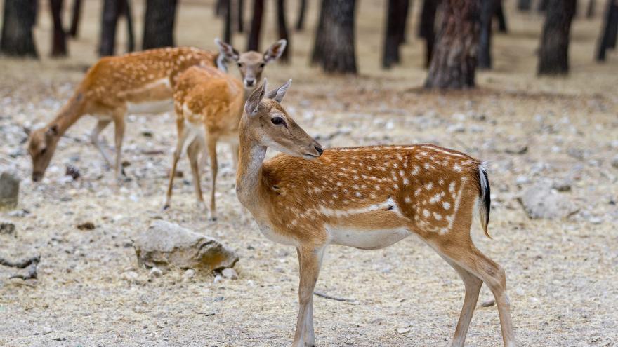 Gamos en el Parque Regional del Curso Medio del río Guadarrama