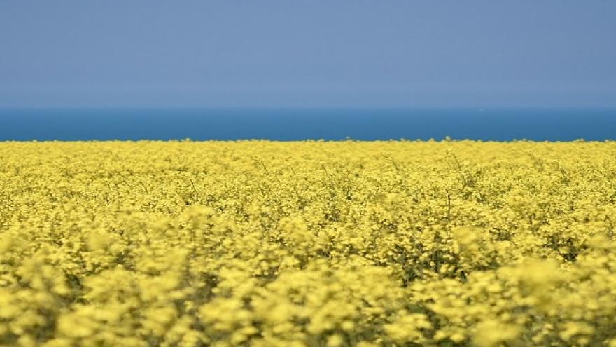 Campo amarillo de colza