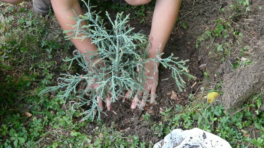 Un niño plantando un árbol