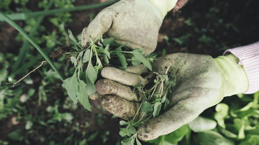 Foto mantenimiento plantación