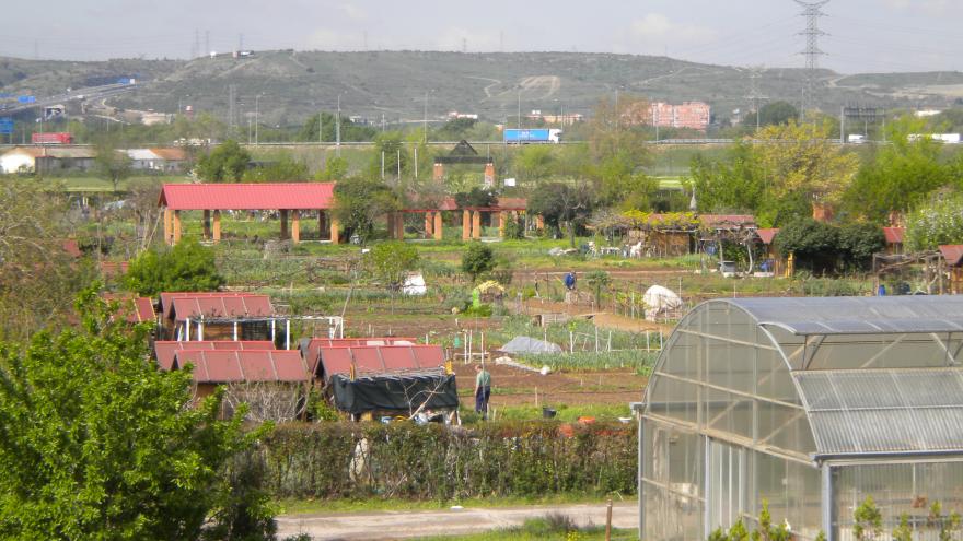 Foto huerto