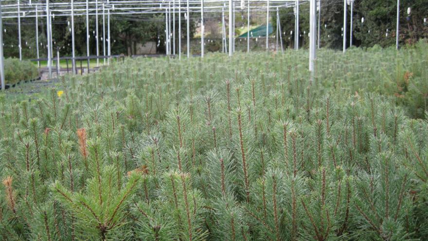 Primer plano plantas de la finca El Escorial