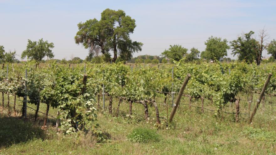 campo de vides en espaldera en la finca El Encín