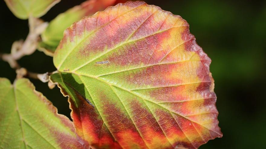 Foto hoja colores