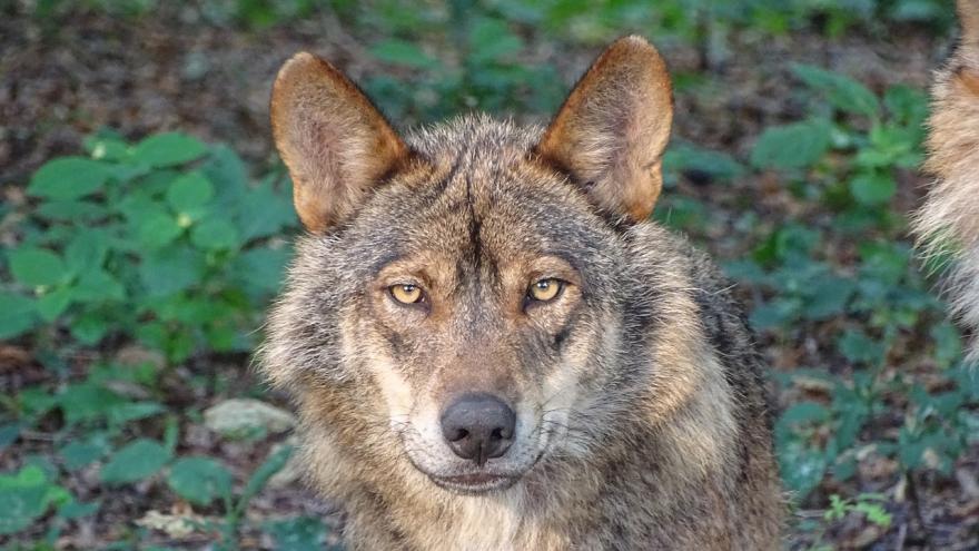 Foto lobo ibérico