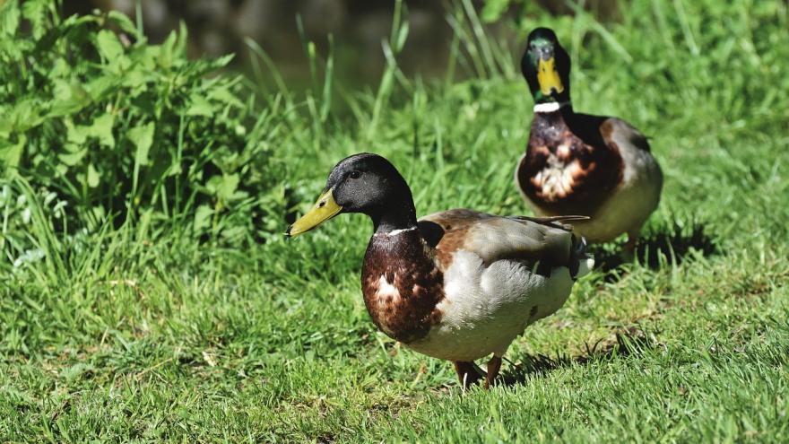 Foto patos