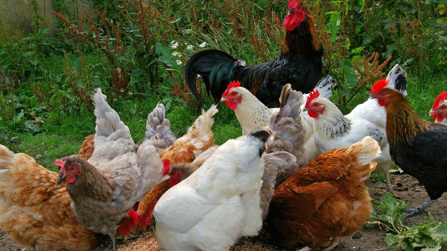 Grupo de gallinas