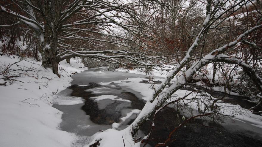 Foto hayedo invierno