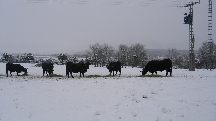 Ganado vacuno en el campo nevado