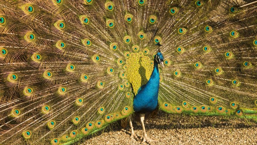 Foto pavo real