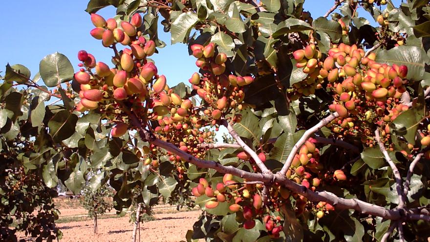 Pistachos en árbol
