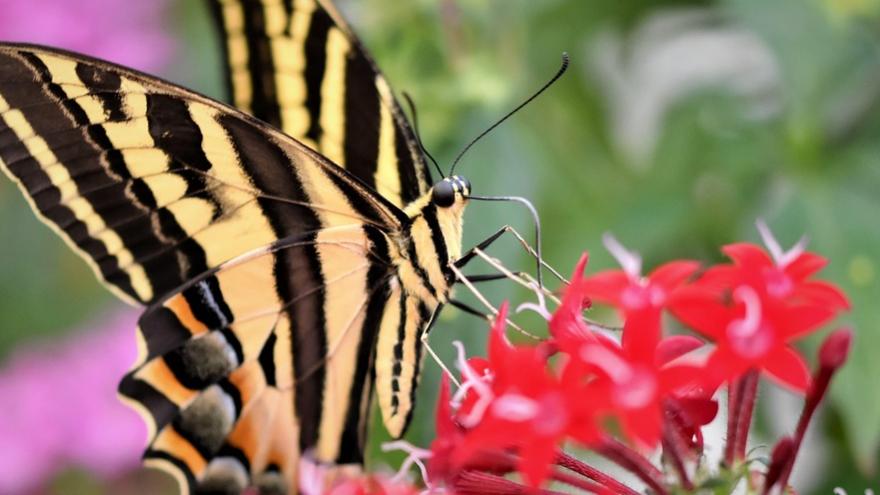 Mariposa flores Imagen decorativa