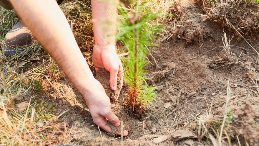 Manos plantar árbol