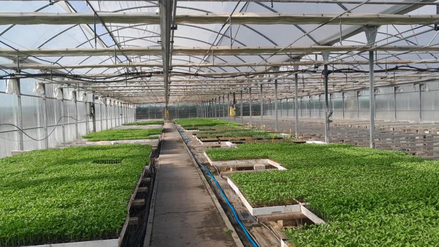 Reparto de variedades hortícolas del IMIDRA